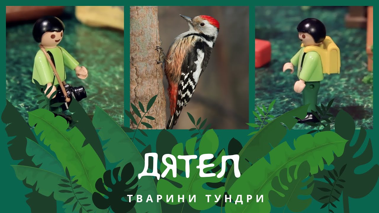 Дятел. Тварини Тундри | КоМарко