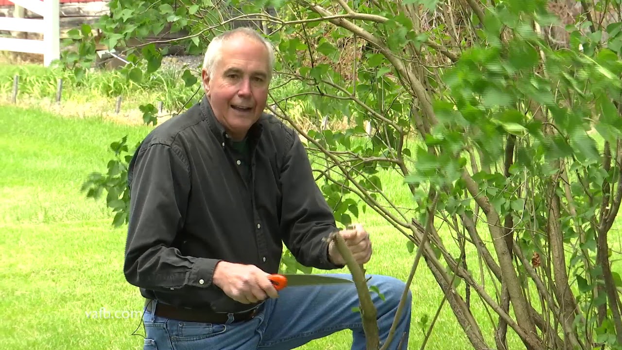 In the Garden - pruning lilacs
