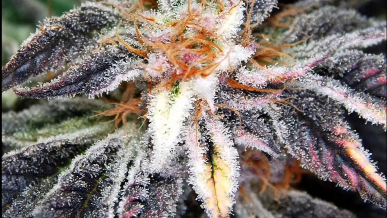 Amazing cannabis photography