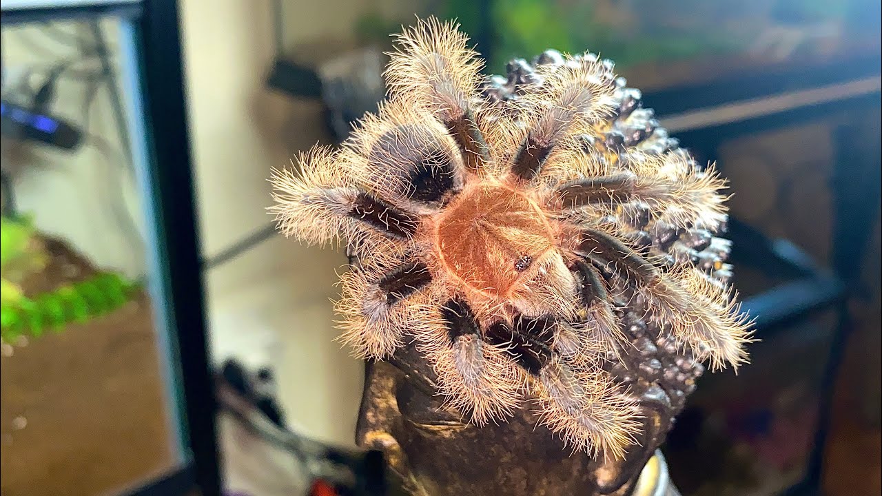 Colocando as Tarantulas para beber agua