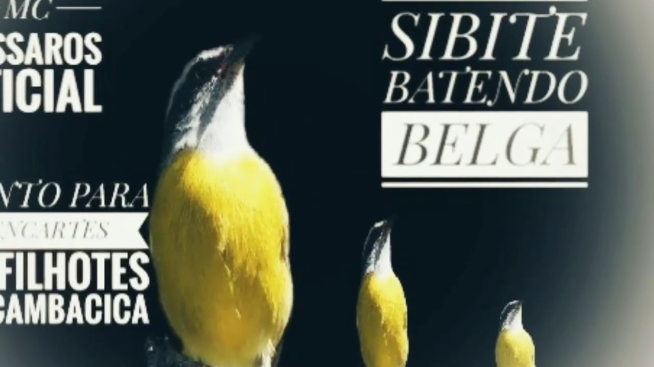 SIBITE BATENDO BELGA CANTO PARA ENCARTES
