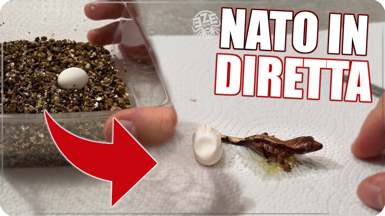 UN GECO NASCE IN DIRETTA! : Baby Geco C. Ciliatus