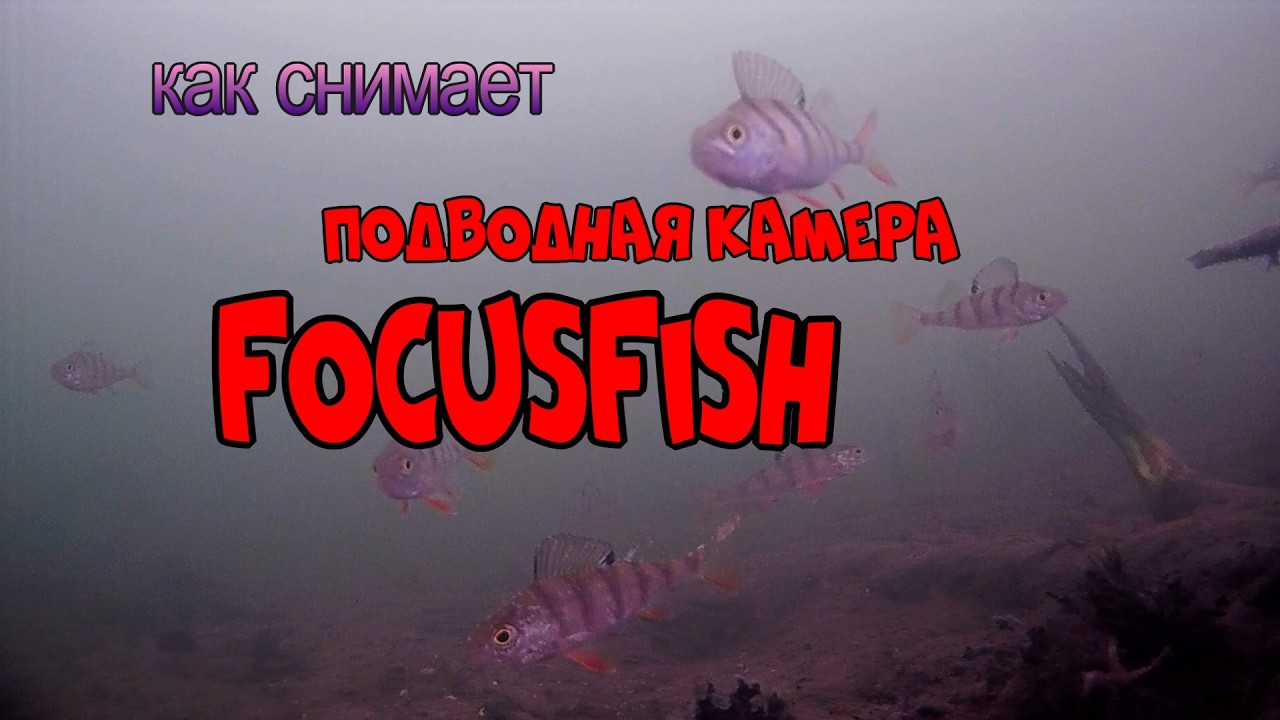 Подводная камера FocusFish, мой первый тест на водоёме !