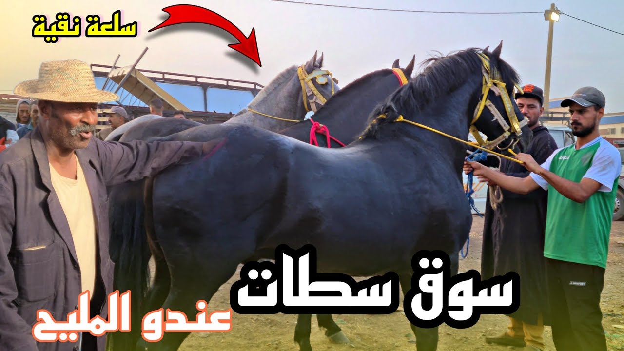 سوق سطات اليوم كاين المليح تبارك الله وسوق حماسي 💯