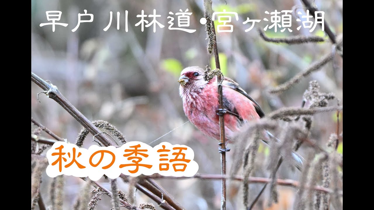 探鳥動画　早戸川林道と宮ヶ瀬湖　2025年12月6日　ベニマシコ・ウソ・カワガラス・カワセミ・カワラヒワ・マヒワ・ルリビタキ・マガモ・カンムリカイツブリ・カワウ・コゲラ・ヒヨドリ・ヒガラ他