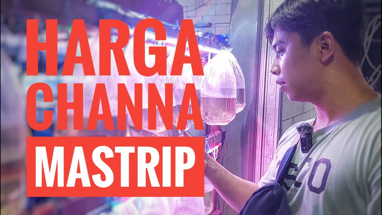 CEK HARGA CHANNA DI PASAR IKAN HIAS MASTRIP SURABAYA