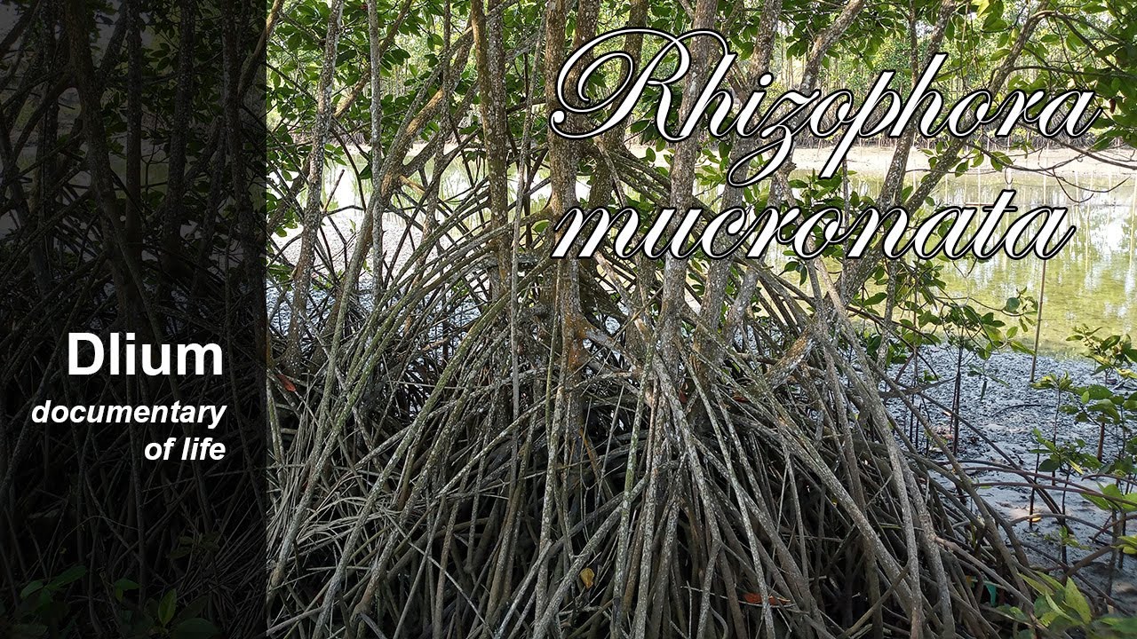 Loop-root mangrove (Rhizophora mucronata)