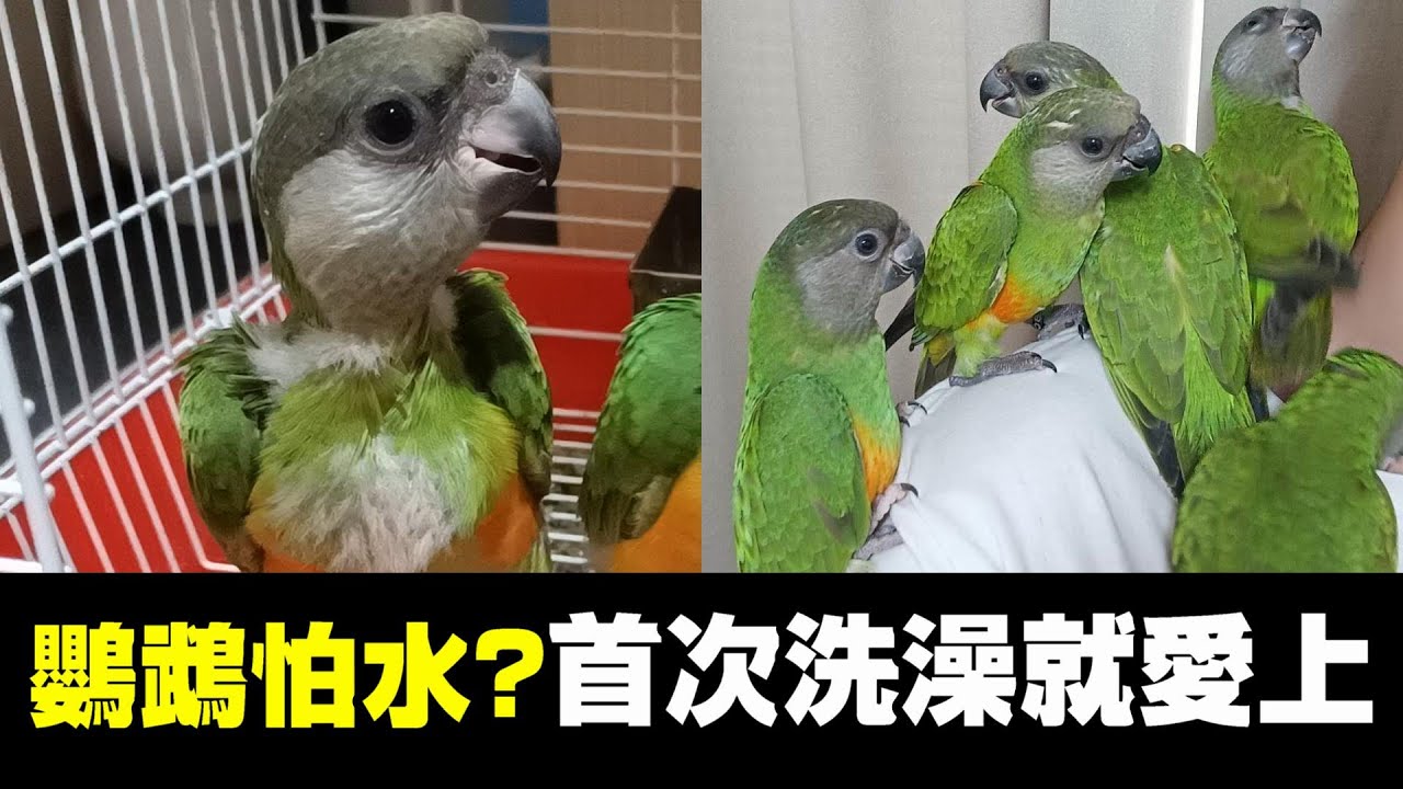 塞內寶寶們的第一次洗澡!幫鸚鵡洗澡需要注意甚麼?如何讓鸚鵡第一次洗澡就愛上? | 精鵡瘋雲