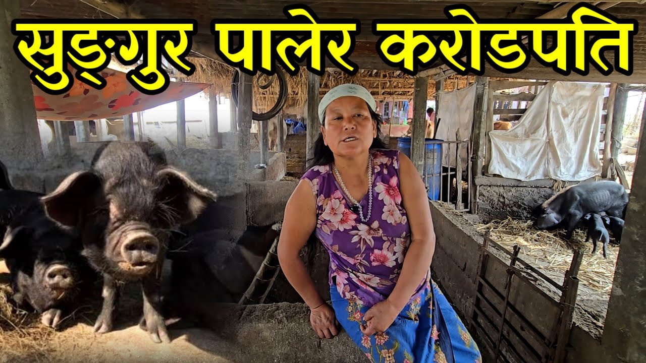 लोकल सुङ्गुर पालेर 70 लाखको जग्गा जोडेकी राइनी भाउजू ,सुङ्गुर पालेरै करोड पति village pig farming 