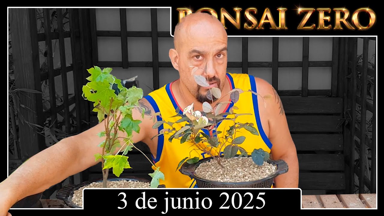 Loropetalum y Liquidambar Bonsai Zero 3 de junio 2025