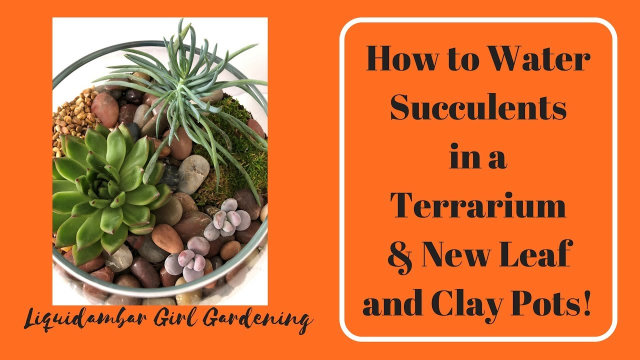 How to Water Succulents in a Terrarium