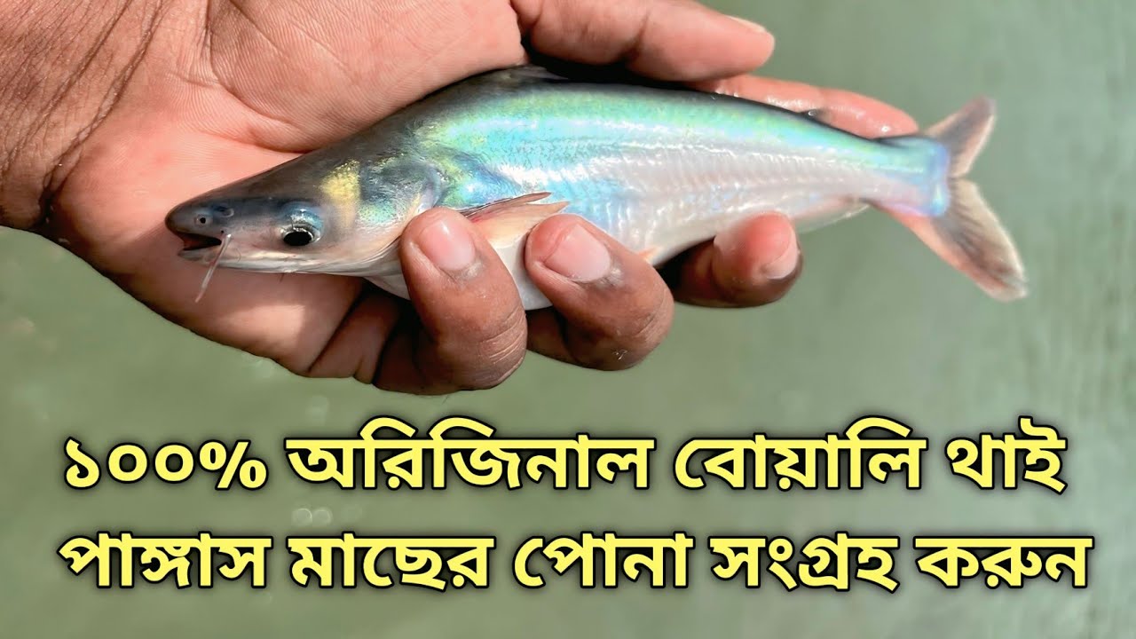 4 মাসে 3 কেজি ওজন অরিজিনাল বোয়ালি থাই পাঙ্গাস মাছের পোনা 01799515226