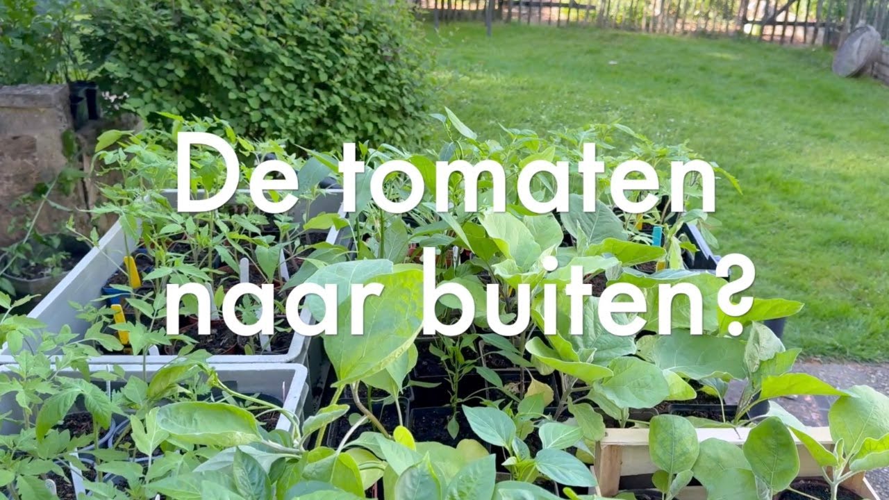 Ini's Moestuin #233 Tomaten naar buiten? Zijn tomatenspiralen handig? Zaaien witlof, maïs, sojabonen