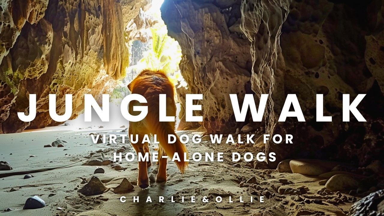 Beach Walk With Ollie - Dog TV for Bored Dogs 🐶 Indonesia Jungle Trails 🏝️
