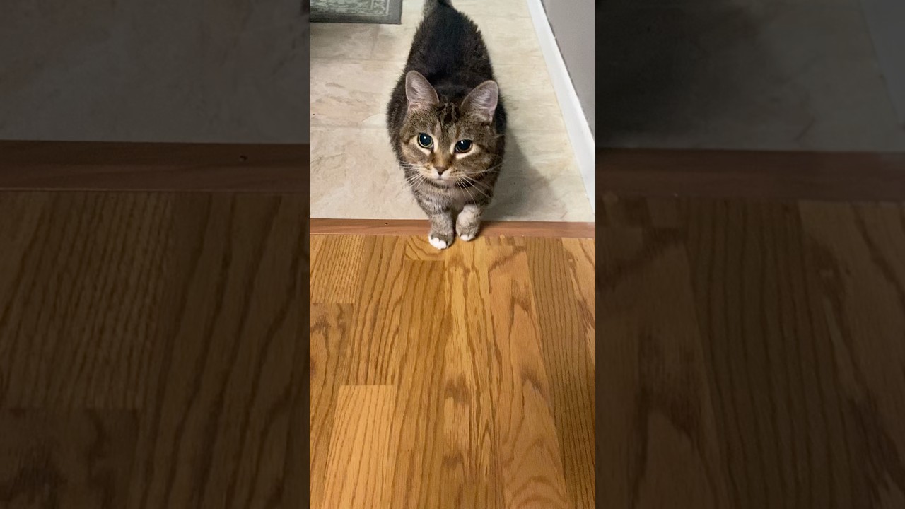 Meows Compilation 1. #cats #cat #ethel #cute #chonk