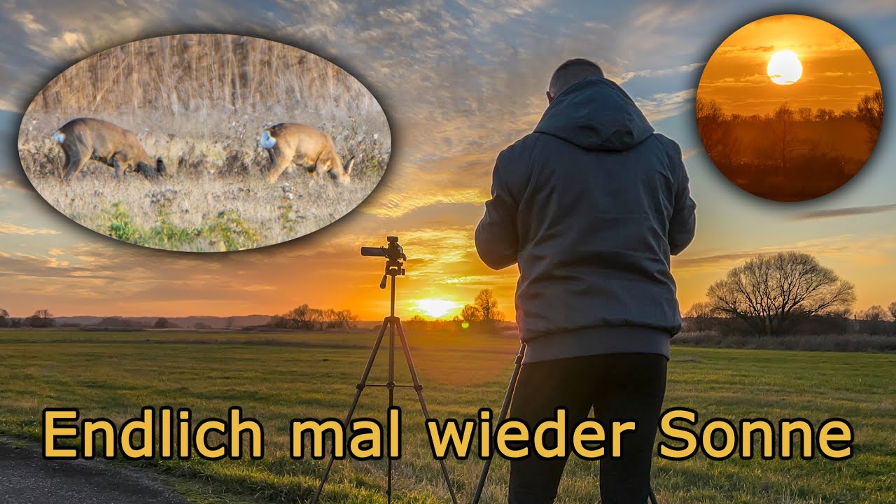 Sonnenuntergang im Nationalpark Unteres Odertal bei Alt Galow - 26. November 2024