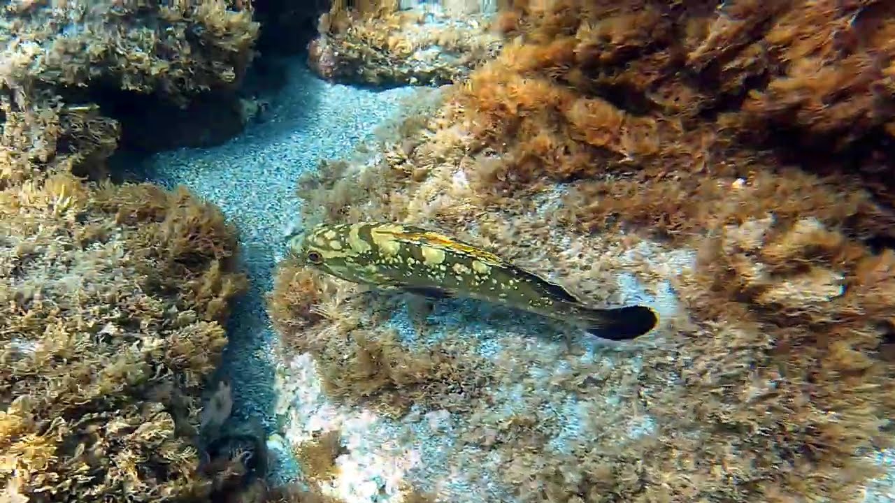 Epinephelus marginatus