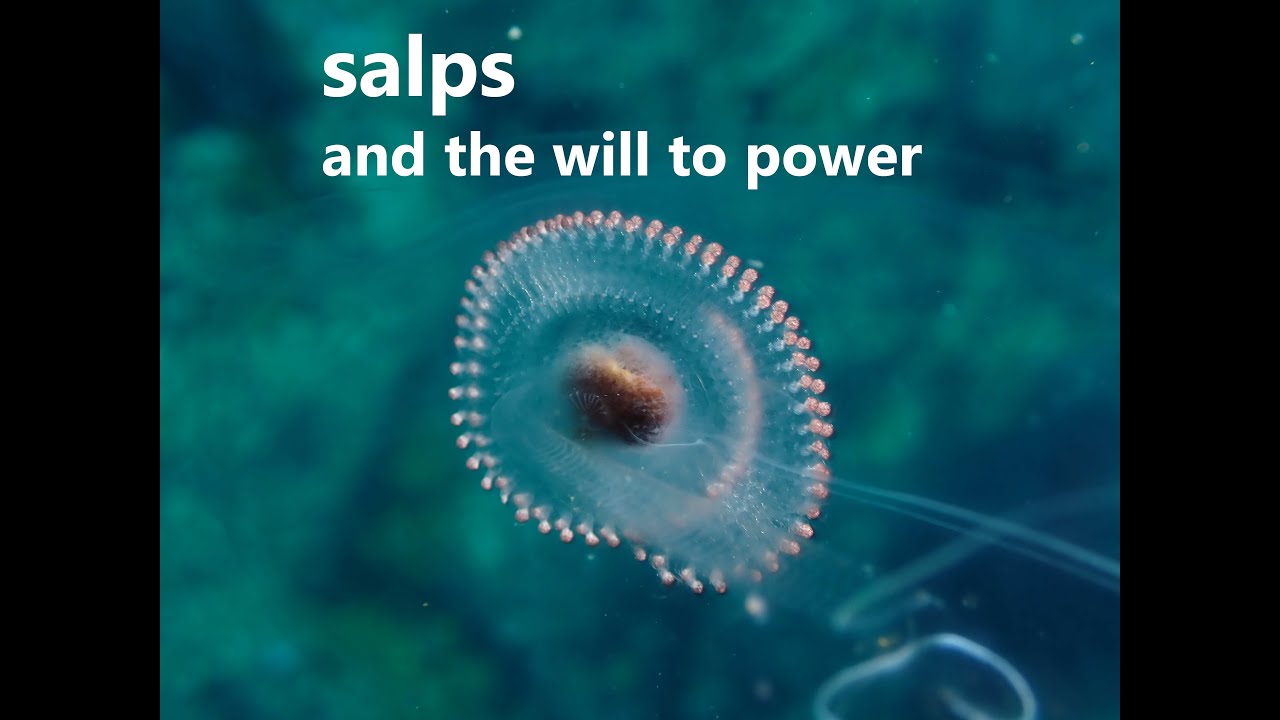 Salps, Evolution, Behavior and the Will to Power