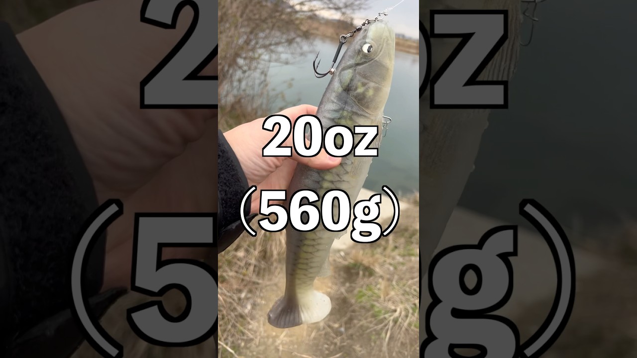 異次元過ぎるルアー手に入れたから見てほしい。#釣り#釣りあるある#バス釣り#バス釣りあるある#琵琶湖#あるある#バーバーばば#YouTube#shorts #tiktok
