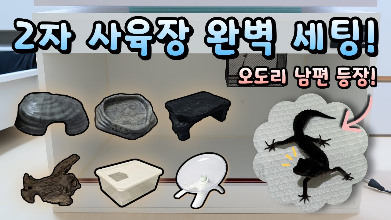 게코 2자 사육장 완벽 세팅 가이드! | 카리스마 넘치는 새 식구 공개💖