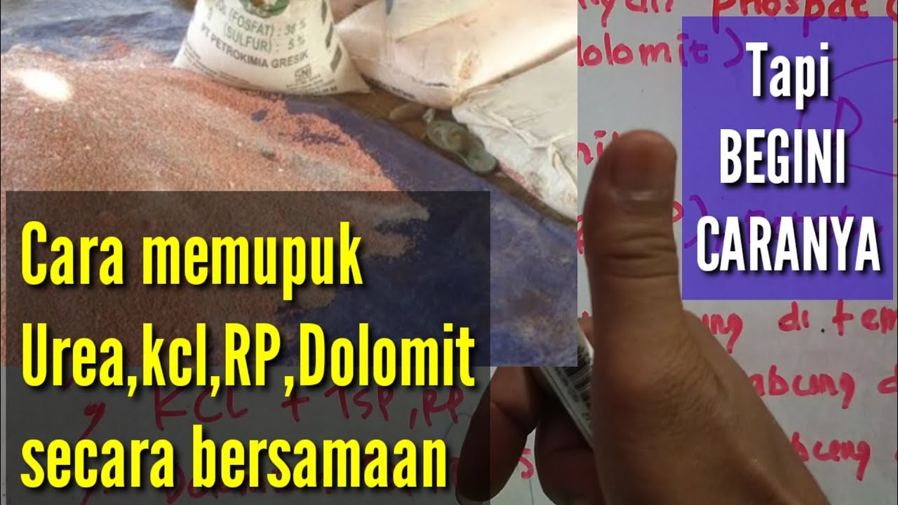 Cara mencampur pupuk Urea,KCL,RP dan Dolomit @kopiinspirasi8193