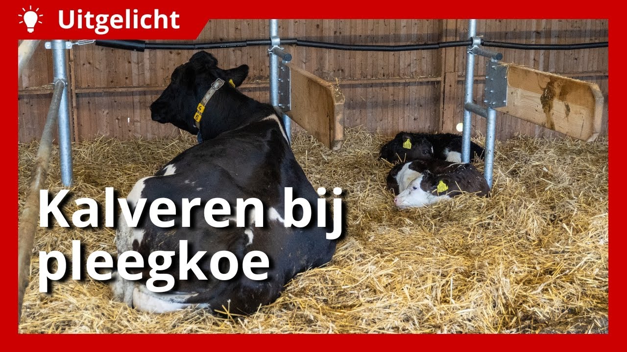 Uitgelicht | Kalf bij een pleegkoe houden