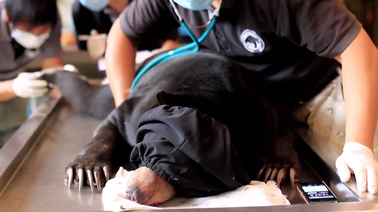 Sun Bear Rescue | An interview with Siew Te Wong - CEO & Founder of BSBCC | BSBCC