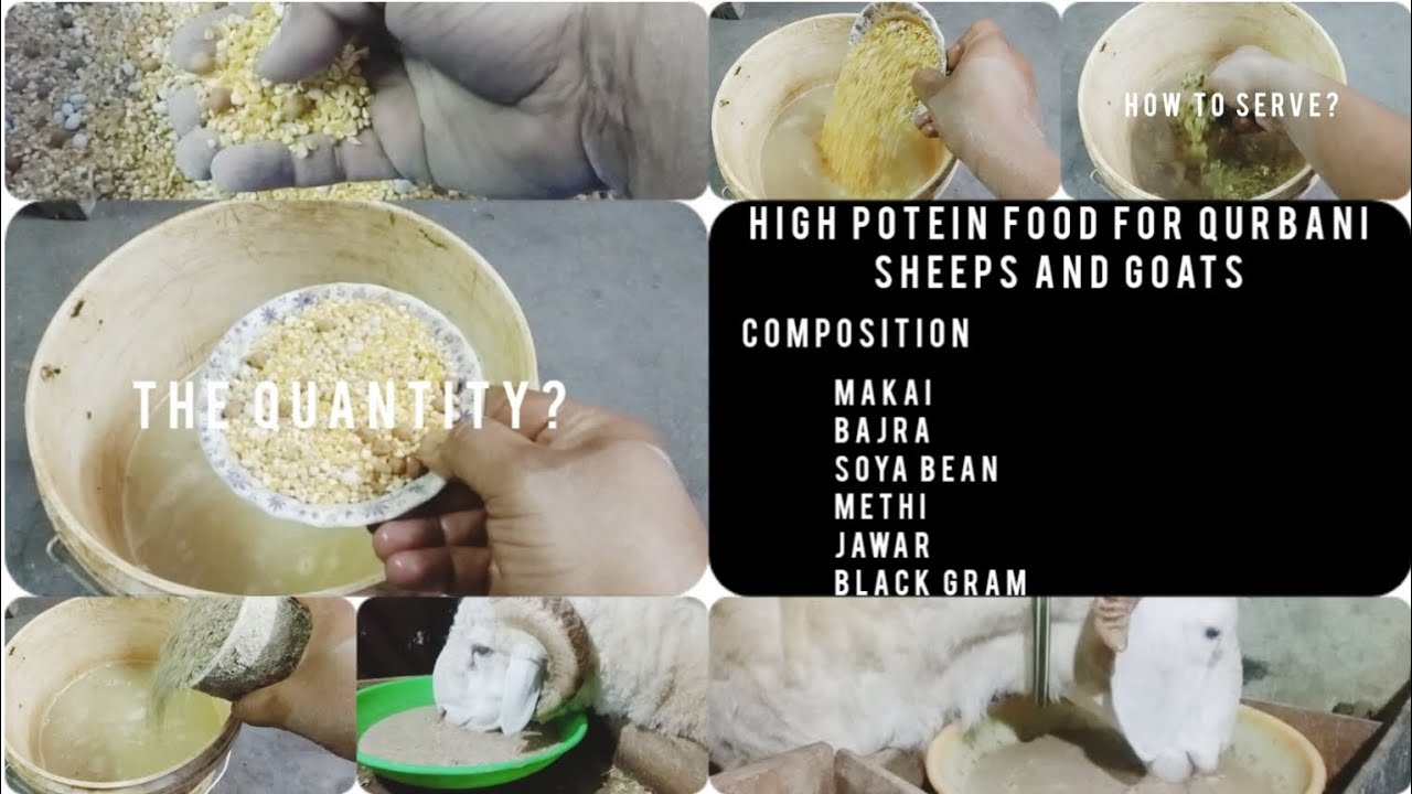 Sheep and Goat weight gain feed || #education #tutorial