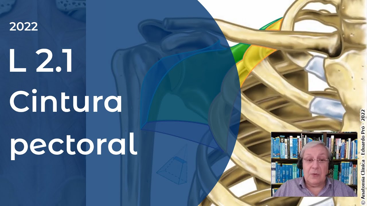 L2.1 | Cintura pectoral | Profesor Eduardo A. Pró | Anatomía 2 | FMed UBA