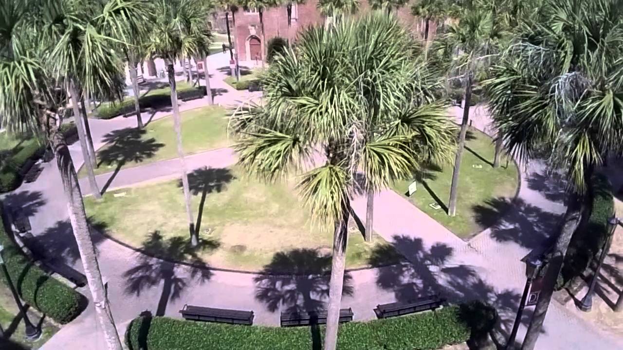 Palm Tree quad video