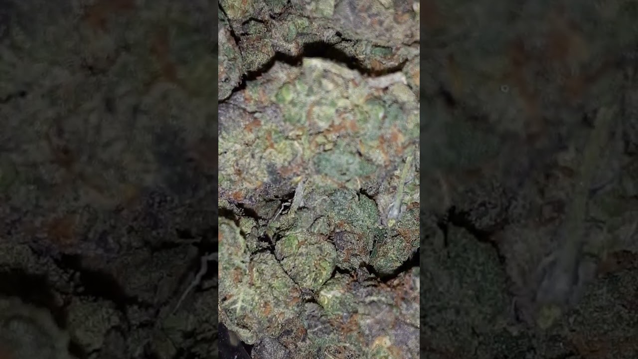 Passion Fruit Exotic Strain⛽🔥😤