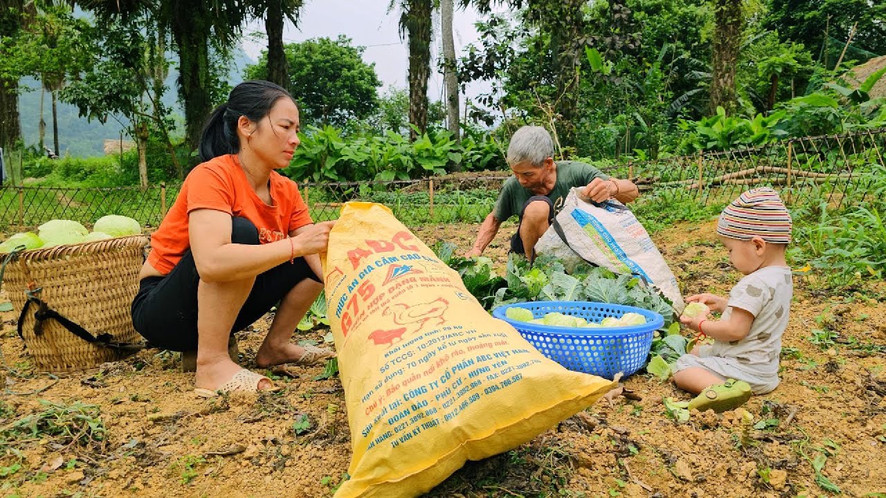 Harvesting fresh bamboo shoots and garden produce for cooking a new day in the countryside