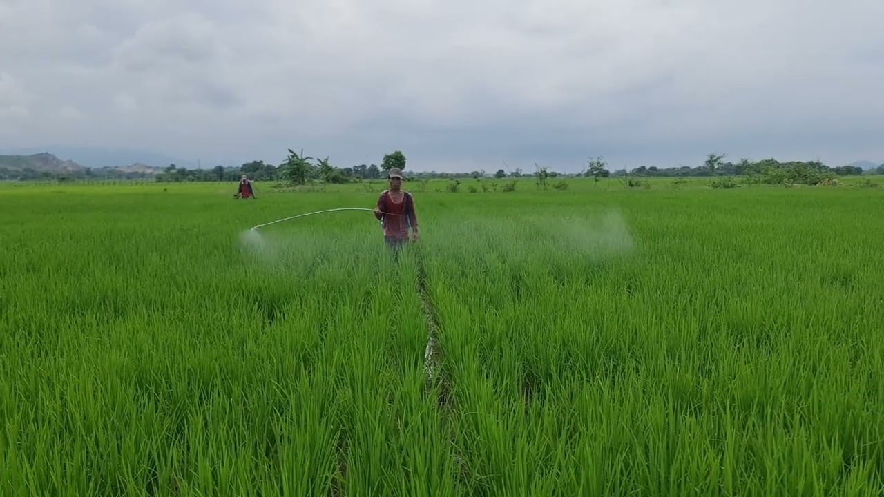 Myanmar Rice Paddy!