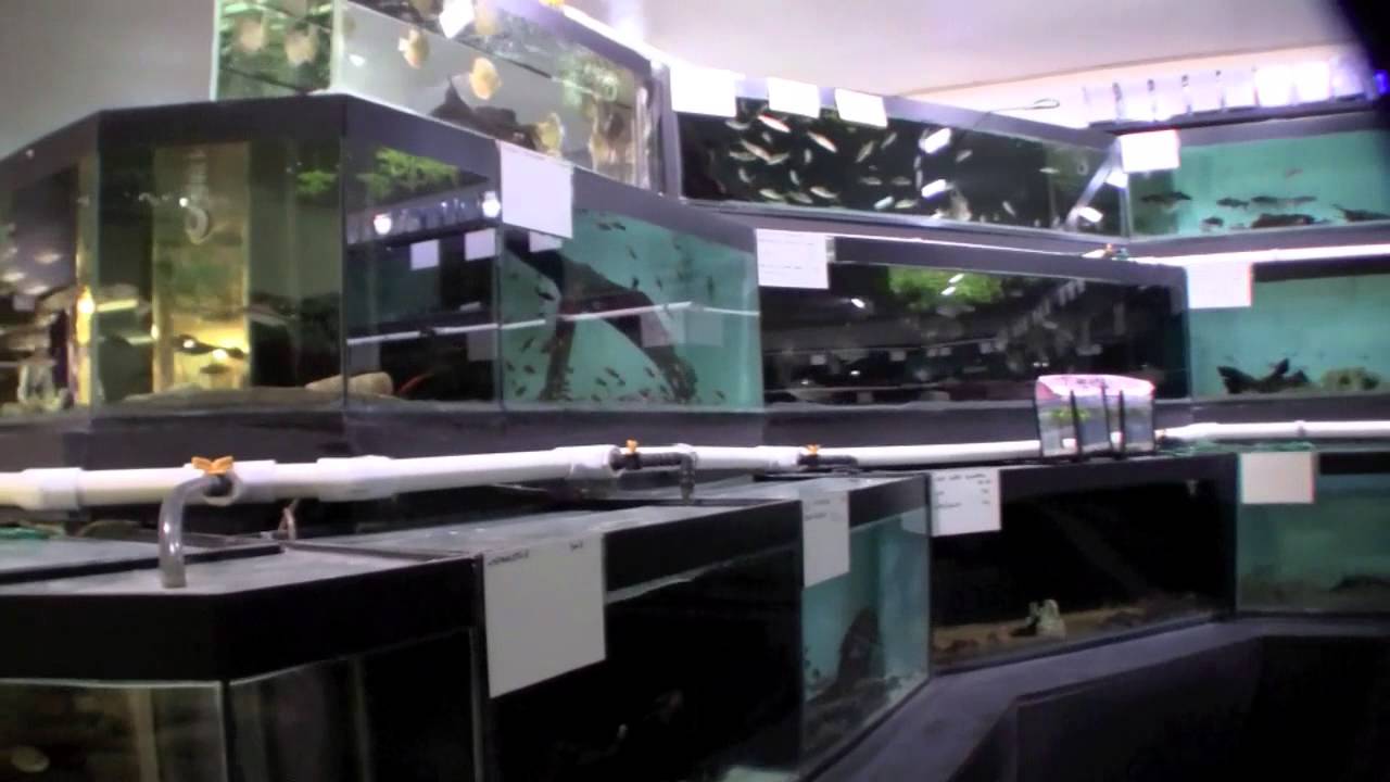 Pier Aquatics