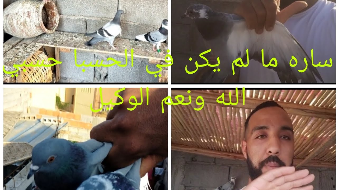 توليعه مسائيه براكه الانتاج الحمد لله ديما خدامة