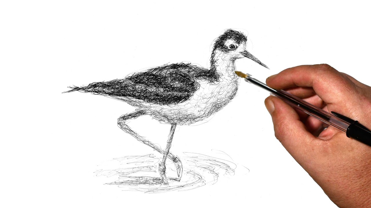Black Necked Stilt Scribble Art Drawing
