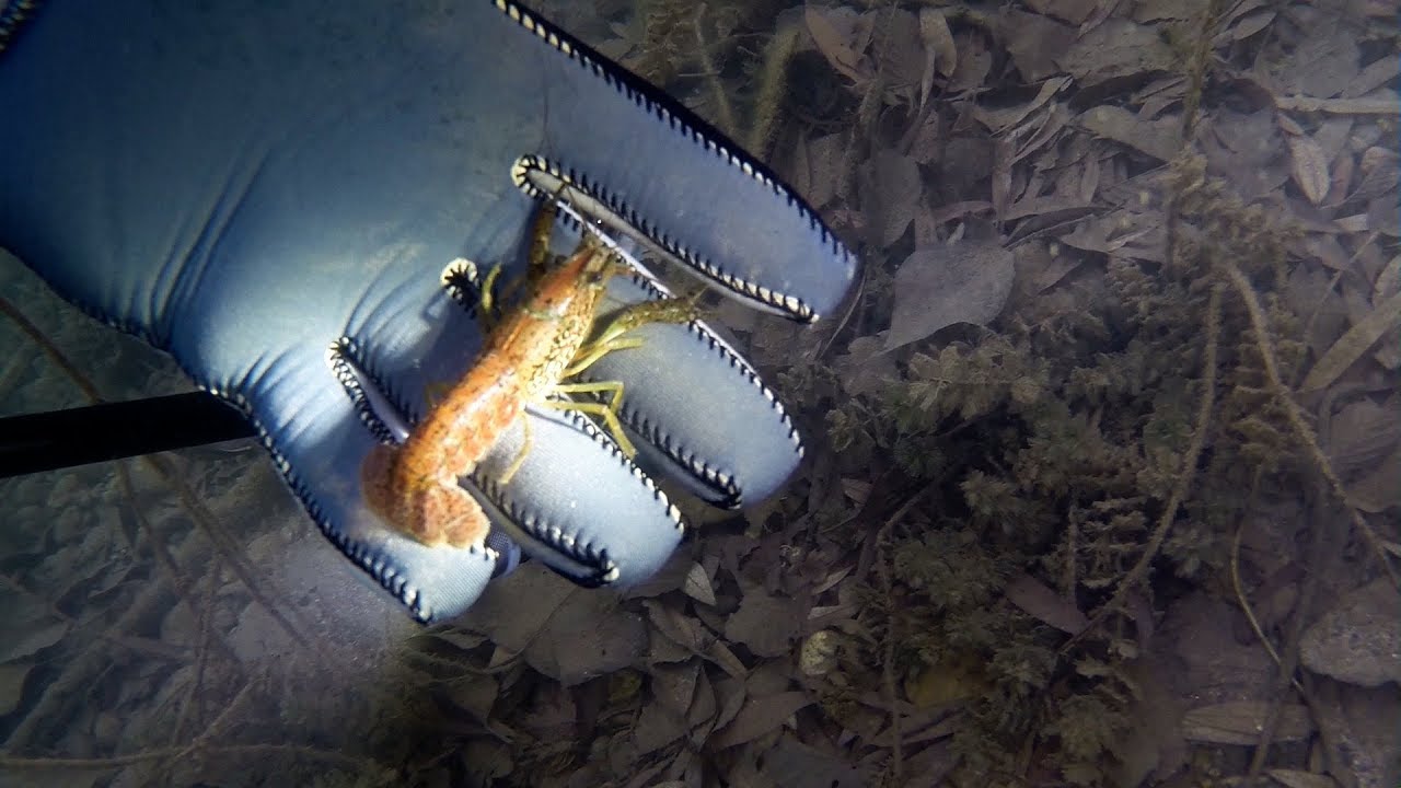 Marmorkrebse und Kamberkrebse im Matschelsee