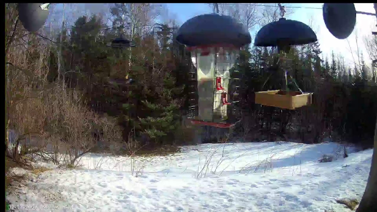Bird Feeder Cam
