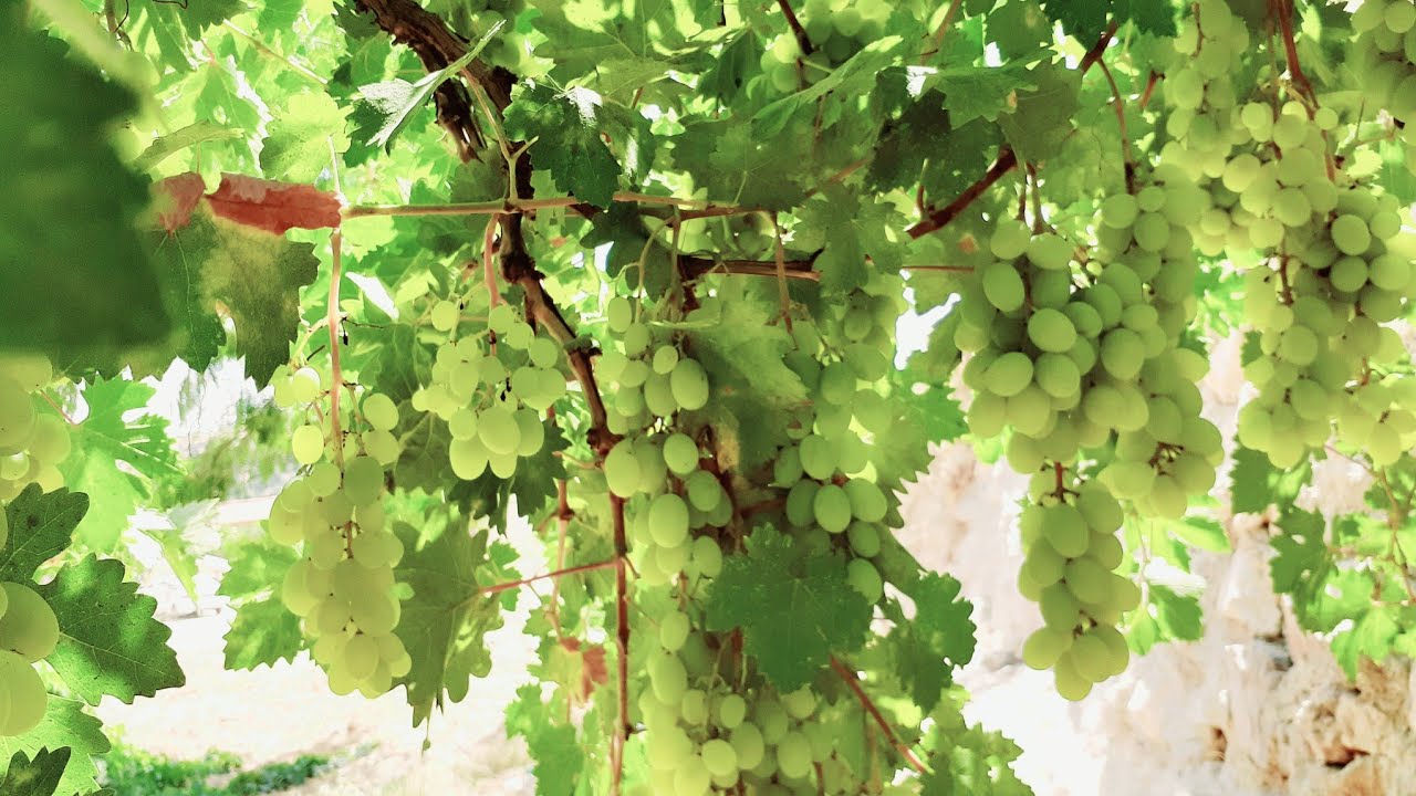 الطريقة الإحترافية لإكثار شجرة العنب بالترقيد الهوائي  ، Air layering of grape tree