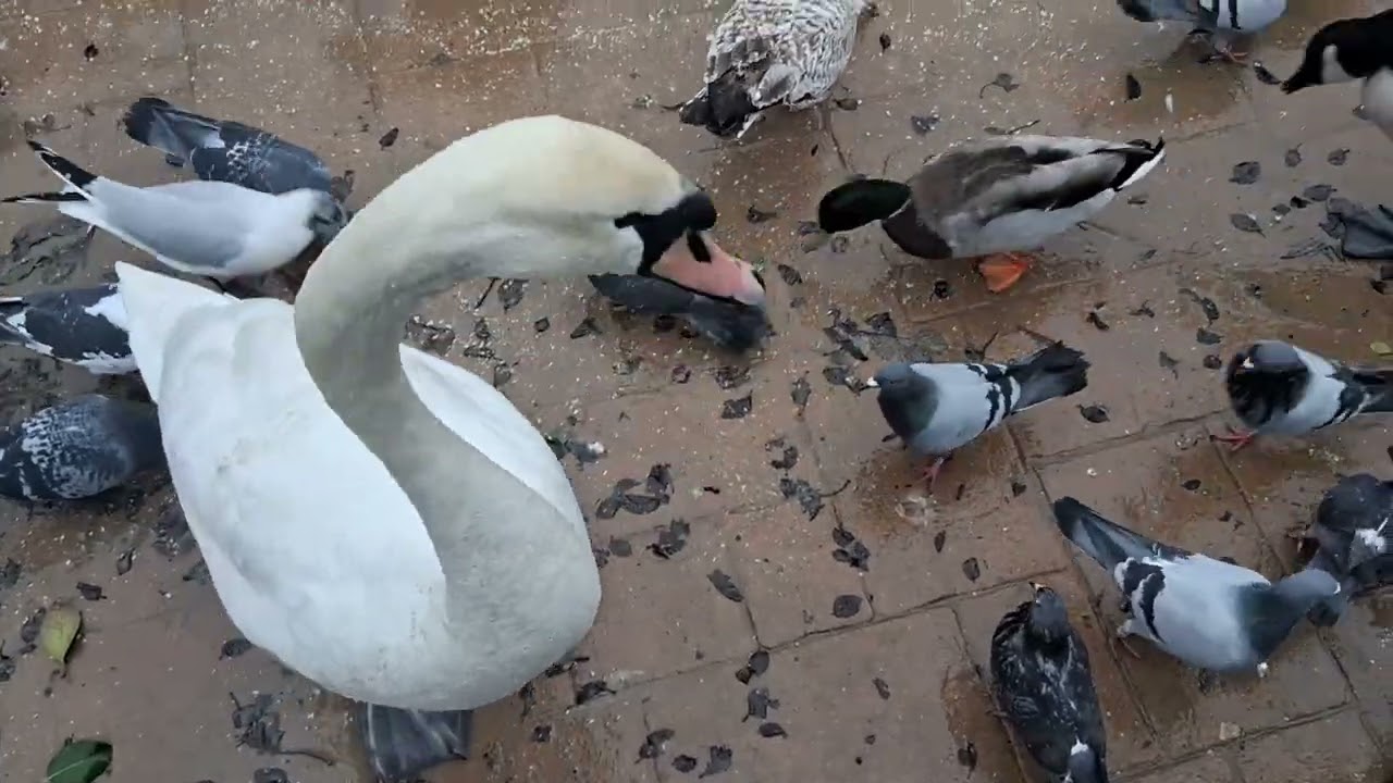 Days out with Guy*Cleethorpes boating lake February 2026*