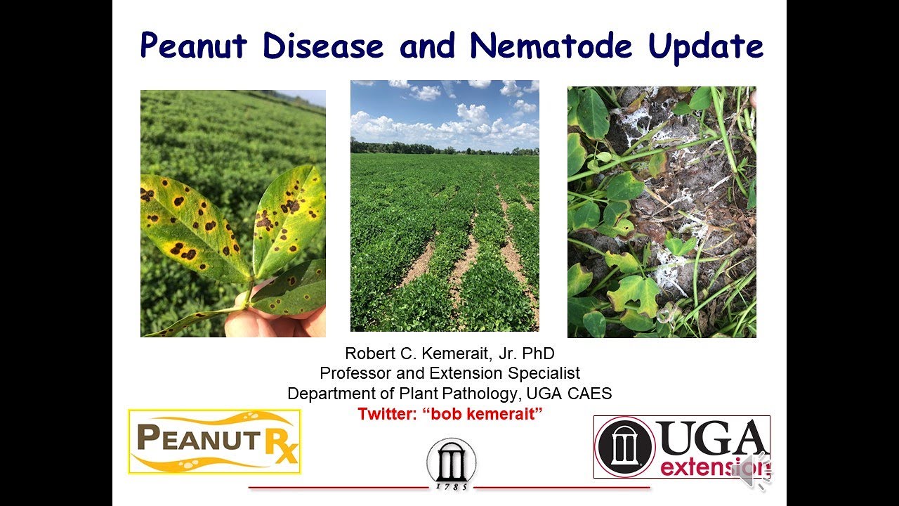 Peanut Disease with Dr. Bob Kemerait