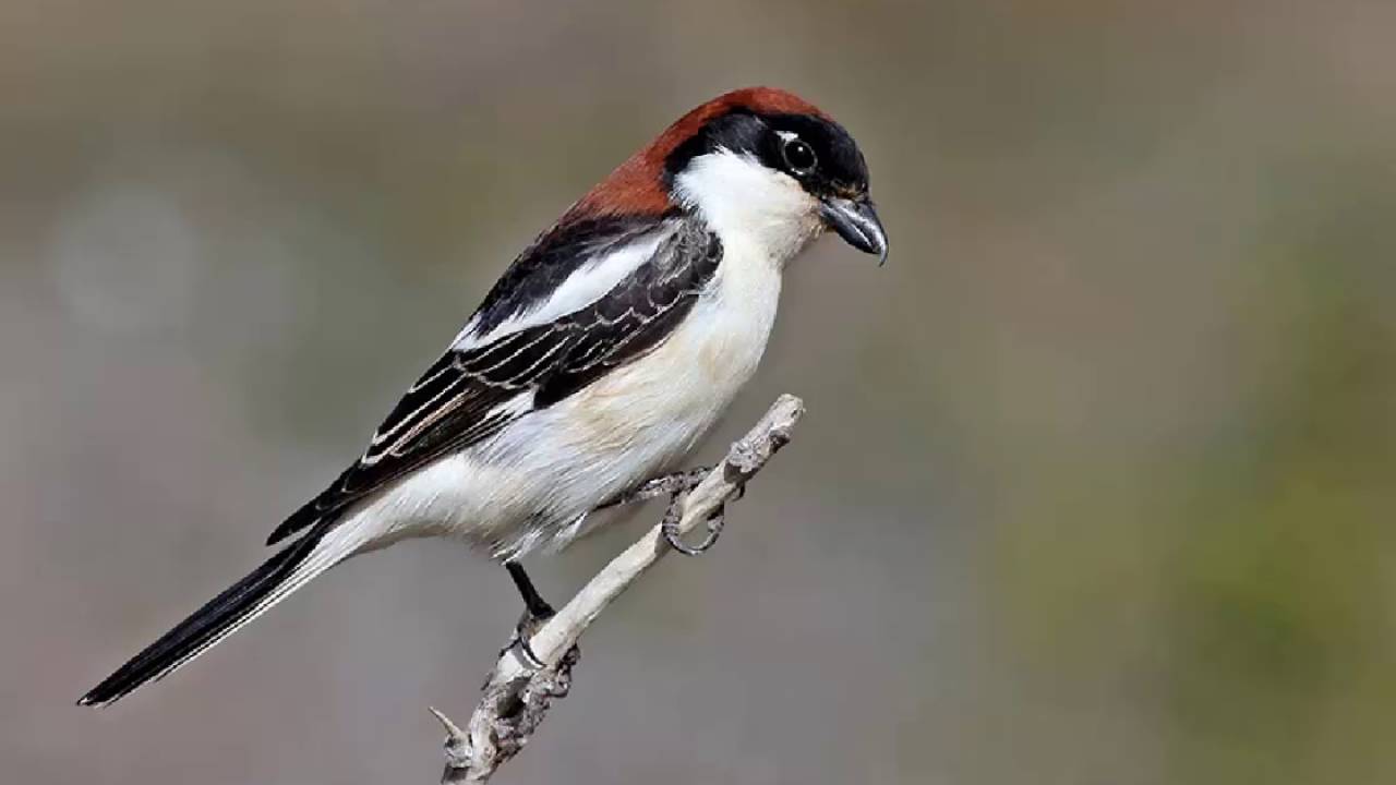 Alcaudón Común Cantando Sonido para Llamar El Mejor