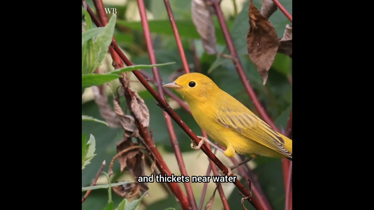 Yellow Warbler: Nature's Tiny Wonder
