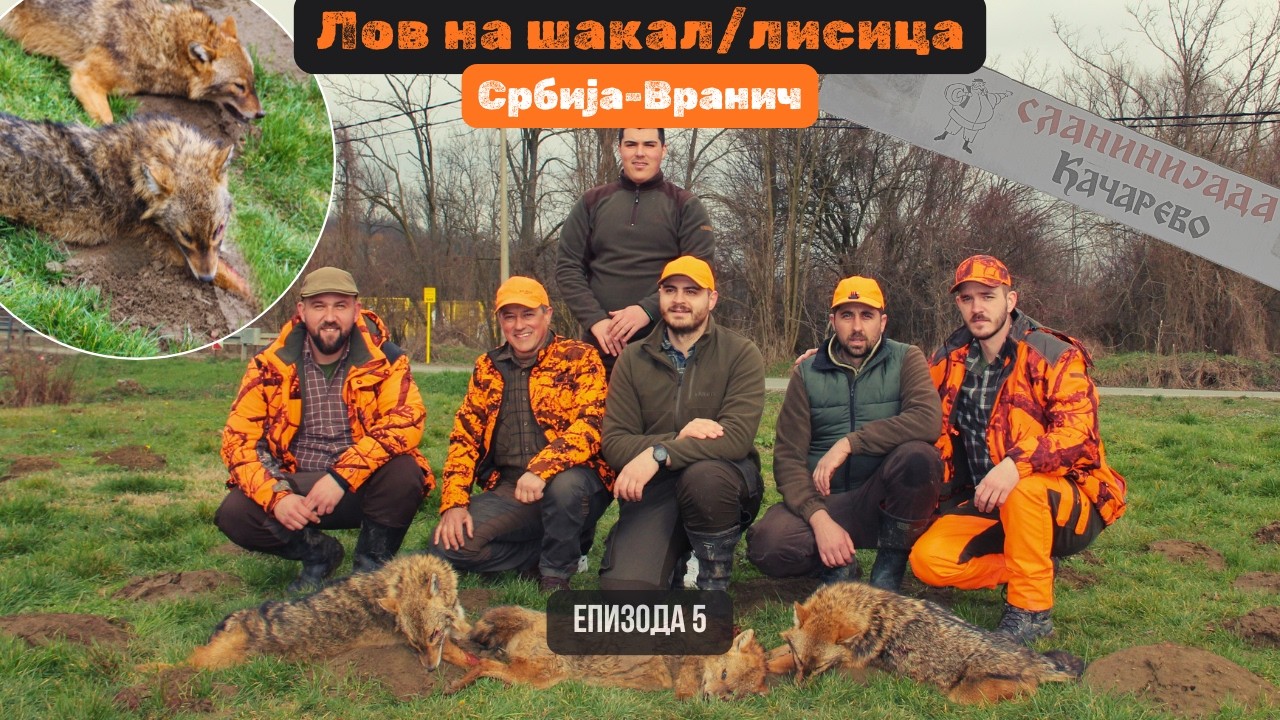 Во срцето на Србија – Прва хајка на шакал и лисица
