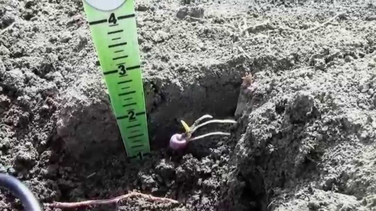 Implications of Sidewall Compaction in Corn