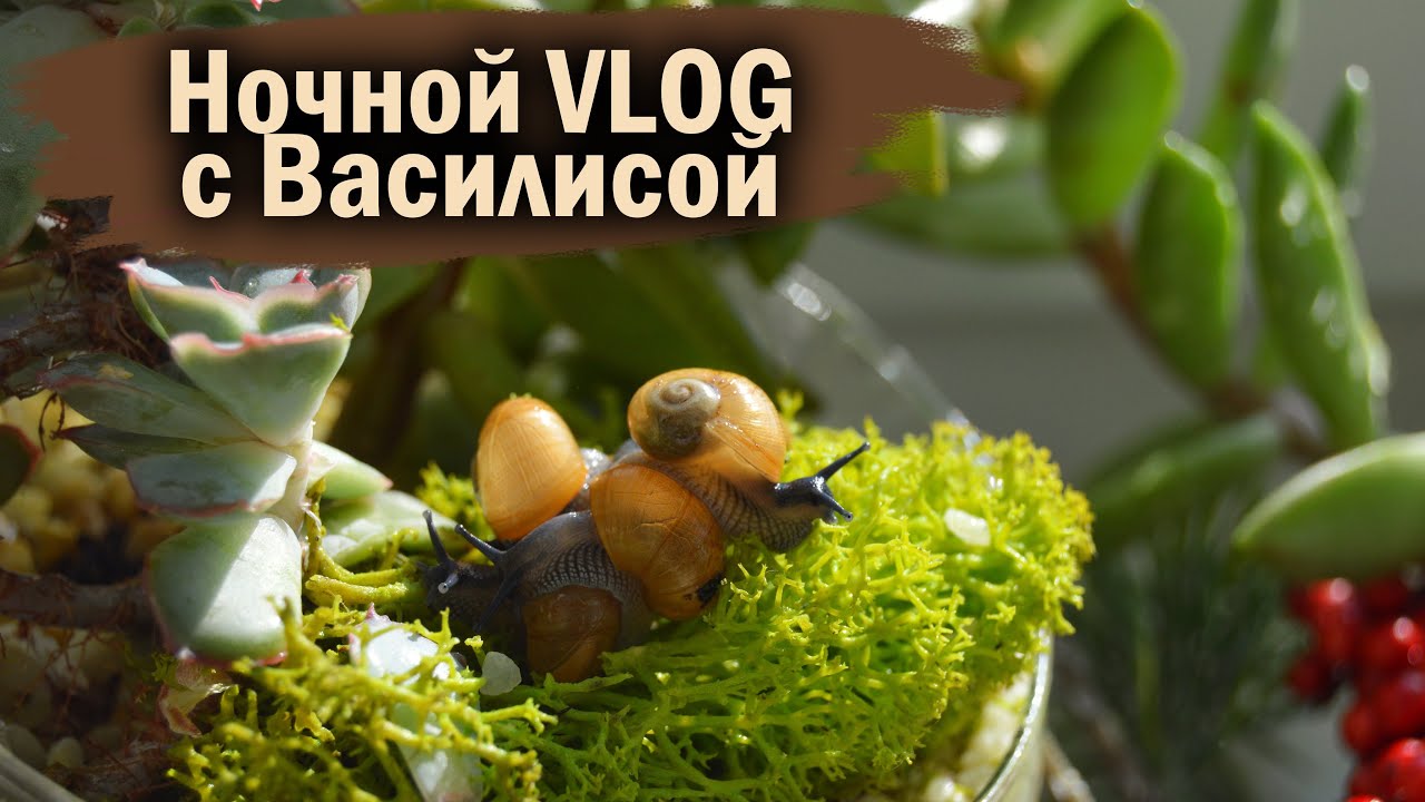 КОРМИМ УЛИТОК | БОЛТАЕМ ДО 4:00AM