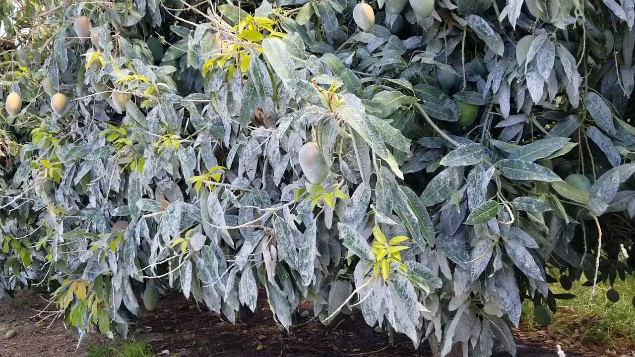 200+ Acre mango orchard in the California desert