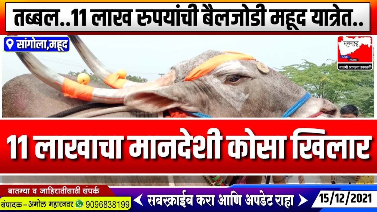 महूद यात्रेत 11 लाख रुपयांचा मानदेशी कोसा खीलार | अतिशय रागीट |  बैलजोडी पाहून आश्चर्य कराल