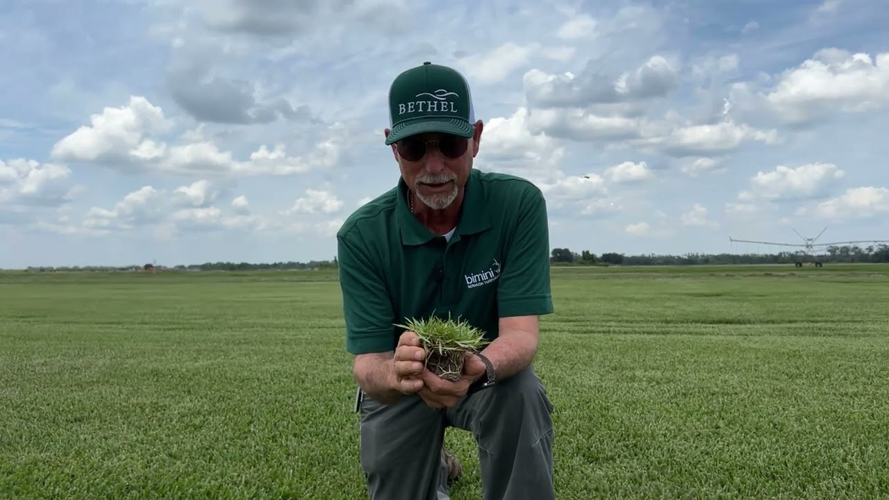 Zoysia Grass