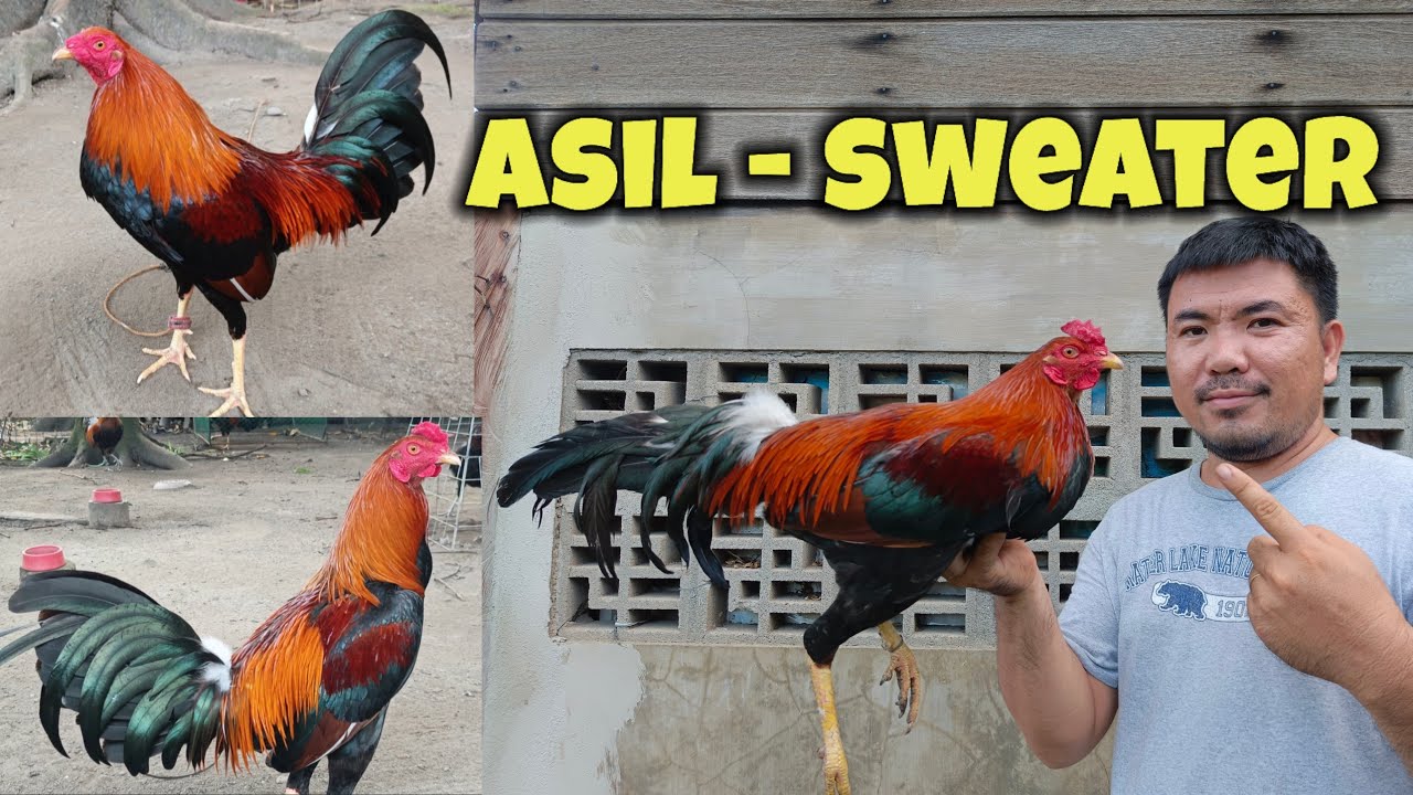 Sweater - Asil cross breeding | Maganda kaya kinalabasan?
